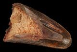 Cretaceous Fossil Crocodile Tooth - Morocco #122456-1